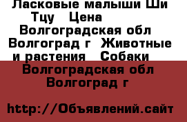 Ласковые малыши Ши-Тцу › Цена ­ 8 000 - Волгоградская обл., Волгоград г. Животные и растения » Собаки   . Волгоградская обл.,Волгоград г.